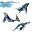 humpback whale hand drawn watercolor illustration set	