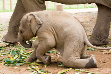 Elephants enjoying their new lives in protected nature park near Chiang Mai, Thailand