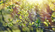 Spring blooming Salix glabra