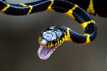 Wall Mural - boiga snake dendrophila yellow ringed, head of boiga dendrophila, animal closeup, animal attack