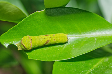 caterpillar on leaf