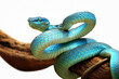 Viper snake with white background
