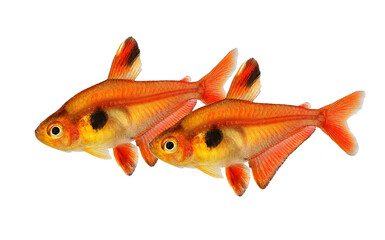 Wall Mural - Aquarium fish Serpae Tetra Hyphessobrycon eques, also known as jewel tetra or callistus tetra