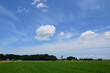 The green paddy rice field in summer.
