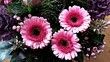 Close up of Gerbera farben flowers. It is very popular and widely used as a decorative garden plant or as cut flowers. 