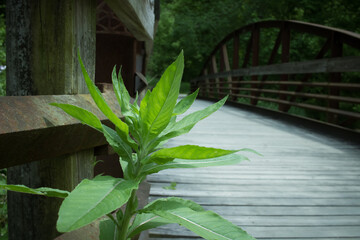 Small Wooden Bridge