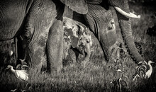 Cute Baby Elephant Calf In Between Legs Of Older Elephants Smiling And Running With Cattle Egret Birds. Amboseli National Park, Kenya, Africa. Black And White Monochrome
