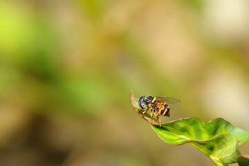 Close up The flower fly insect on leaf at thailand