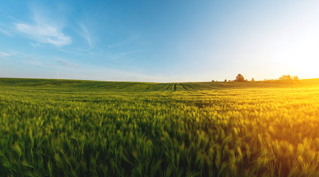 large agricultural field of green barley in the evening at sunset