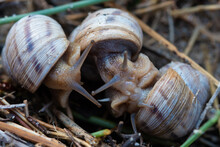 Macro Of Mating Snails