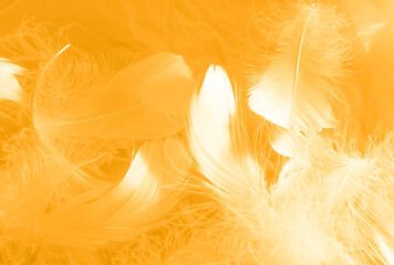Wall Mural - Beautiful abstract white and brown feathers on yellow background and soft yellow feather texture on white pattern and gold background, feather background, gold feathers banners