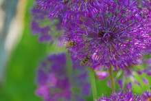 Bees On Purple Verbena Flowers