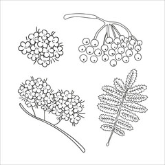Wall Mural - Vector set of line rowan tree elements isolated on white background. Botanical illustration of rowan berry, brunch, flowers. Black and white clip art.