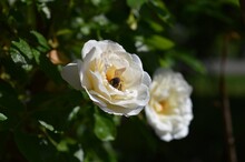 Bee On A White Rose