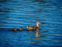 Mother Duck And Baby Ducks