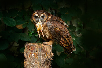 young spectacled owl, pulsatrix perspicillata, siting on the tree branch in the dark green forest. b