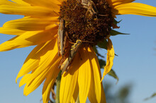 Sunflower With Grasshoppers On Blue Sky