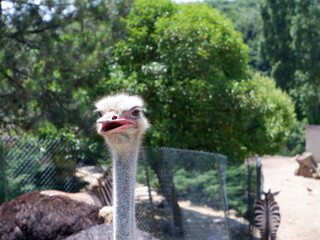 ostrich in park close up shot