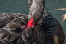 Black Swan With Red Bill. June 2020