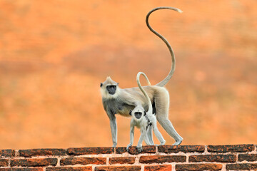 Wall Mural - langur in town. mother and young running on the wall. wildlife of sri lanka. common langur, semnopit