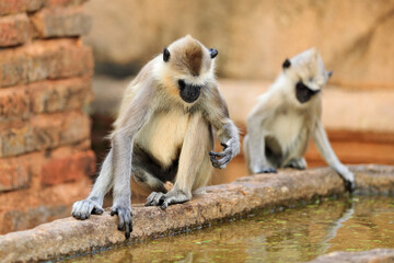Wall Mural - monkey family. mother and young running on the wall. wildlife of sri lanka. common langur, semnopith