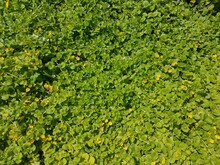 Green Ground Cover Plant With Yellow Flowers
