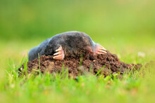 Mole, Talpa Europaea, Crawling Out Of Brown Molehill, Green Grass In Background. Animal From Garden. Mole In The Nature Habitat. Deatail Portrait Of Underground Black Animal. Wildlife Nature, Germany
