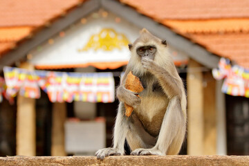 Wall Mural - urban city wildlife from sri lanka. common langur, semnopithecus entellus, monkey on the orange bric