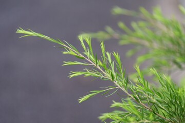 Canvas Print - Tea tree (Melaleuca alternifolia) is a Myrtaceae evergreen tree, from whose leaves the essential oil Tea tree oil is extracted.