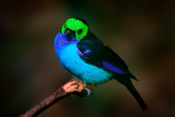 Wall Mural - Multicoloured tanager in the nature habitat. Paradise Tanager, Tangara chilensis, bird with blue throat and light green face, wildlife in Brazil. Tanager sitting on the branch in dark tropic forest.