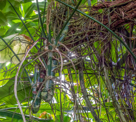 Wall Mural - jungle vegetation closeup