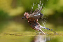 Eurasian Jay Flying Away After Taking A Bath In A Pool In The Forest In The South Of The Netherlands