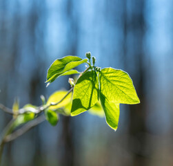 Sticker - fresh spring vegetation