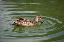 Wild Duck Floats On A Green Water Surface