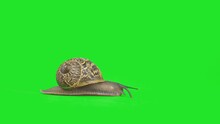 4K Garden Snail Crawling On Green Screen Isolated With Chroma Key