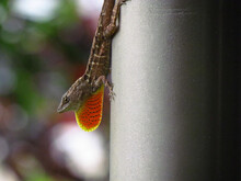 
Brown Anole Lizard Displaying Extended Orange