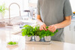 No face man picking leaves of homegrown greenery. Home gardening on kitchen. Pots of herbs with basil, parsley, thyme. Home planting and food growing. Sustainable lifestyle, plant-based foods.