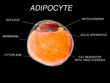 Fat Cells from adipose tissue. adipocytes. inside human organism. isolate