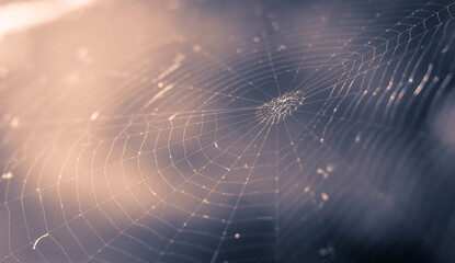 Spider web 