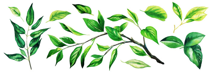 Wall Mural - Set of bright greenery branches with leaves