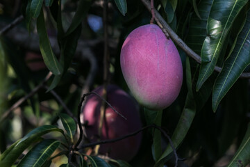 Wall Mural - to experience cutting a mango directly from its tree and eating it is priceless