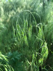 pretty drooping green grass in the sunlight