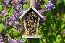 Close Up Front View Of Aged Antique Bee Hotel With Wooden Tubes And Purple Flowers To Background