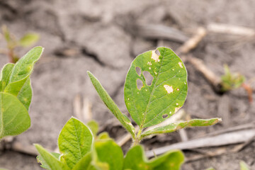 Wall Mural - Young soybean plant, V2 growth stage, with holes chewed in trifoliate leaf by bean leaf beetle. Concept of insect pest control, management and treatment in farm fields