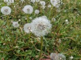 Fototapeta Dmuchawce - dandelion weeds and green grass