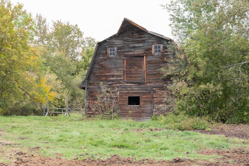 Wall Mural - old rustic brown barn surrounded by green trees