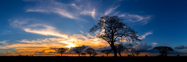 Wall Mural - panorama silhouette tree in africa with sunset.tree silhouetted against a setting sun.dark tree on o