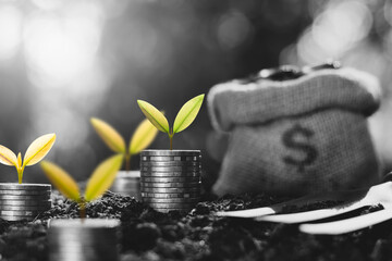 Wall Mural - The seedlings are growing on the coins, thinking about financial growth.