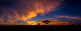 Fototapeta Zachód słońca - Panorama silhouette tree in africa with sunset.Dark tree on open field dramatic sunrise.Beautiful evening clouds sky.