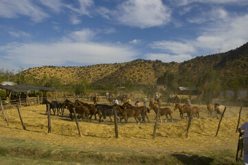 Canvas Print - Trilla a yegua suelta Aguila  sUR region Metropolitana
Santiago De Chile  Trigo Caballos